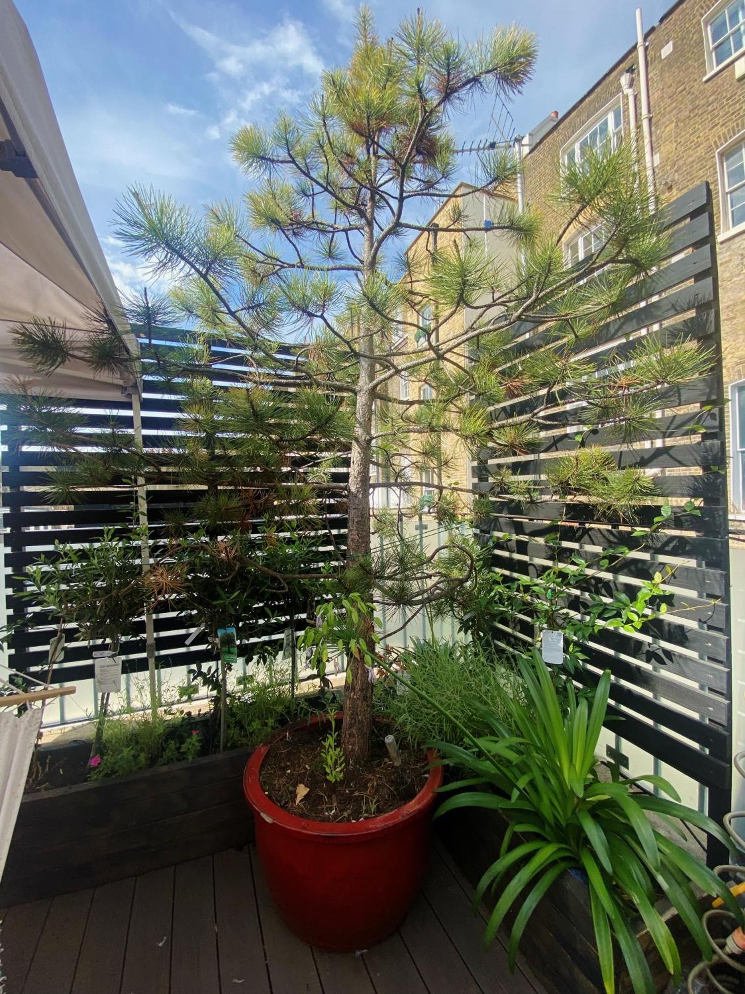 הוילה לונדון Luxury Belgrave Square Private Mews Townhouse מראה חיצוני תמונה